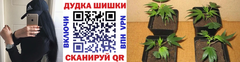 маркетплейс как зайти  Зея  Шишки марихуана гибрид  где можно купить  